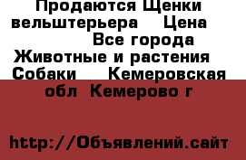 Продаются Щенки вельштерьера  › Цена ­ 27 000 - Все города Животные и растения » Собаки   . Кемеровская обл.,Кемерово г.